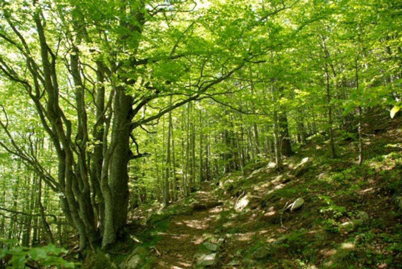 Naturaleza Y Aire Puro En El Pirineo Oriental En Una Bonita Casa Rural De Piedra Prats-de-Mollo-la-Preste Ngoại thất bức ảnh